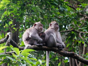 ubud-monkey-forest-5