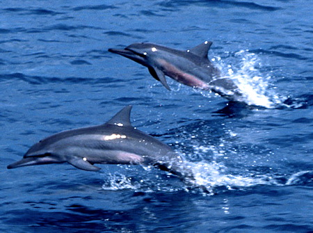 2-dolphins