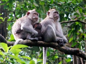 Ubud-Monkey-Forest-5